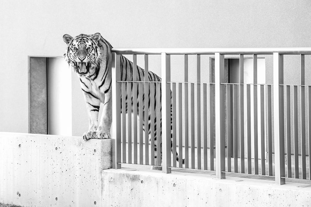 動物園で出た不用品を引き取るところはあるのか